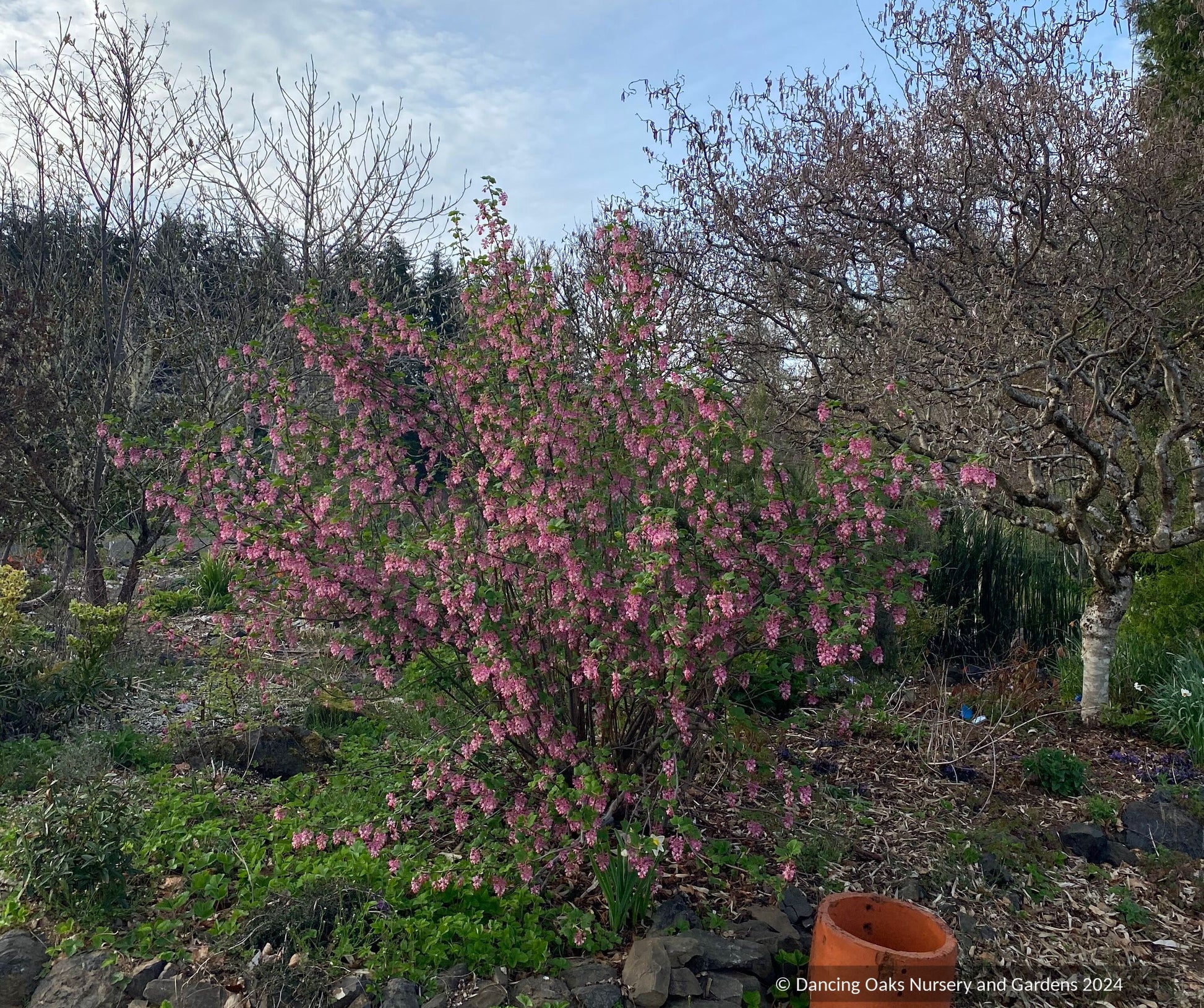 Shrubs ~ Ribes sanguineum var. glutinosum 'Claremont' ~ Dancing Oaks Nursery and Gardens ~ Retail Nursery ~ Mail Order Nursery