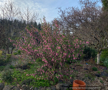 Shrubs ~ Ribes sanguineum var. glutinosum 'Claremont' ~ Dancing Oaks Nursery and Gardens ~ Retail Nursery ~ Mail Order Nursery