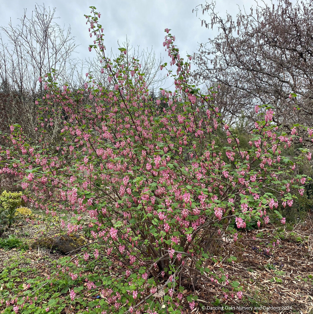 Shrubs ~ Ribes sanguineum var. glutinosum 'Claremont' ~ Dancing Oaks Nursery and Gardens ~ Retail Nursery ~ Mail Order Nursery