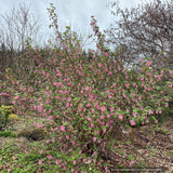 Shrubs ~ Ribes sanguineum var. glutinosum 'Claremont' ~ Dancing Oaks Nursery and Gardens ~ Retail Nursery ~ Mail Order Nursery