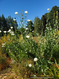 Perennials ~ Romneya coulteri, Matilija Poppy ~ Dancing Oaks Nursery and Gardens ~ Retail Nursery ~ Mail Order Nursery