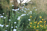 Perennials ~ Romneya coulteri, Matilija Poppy ~ Dancing Oaks Nursery and Gardens ~ Retail Nursery ~ Mail Order Nursery