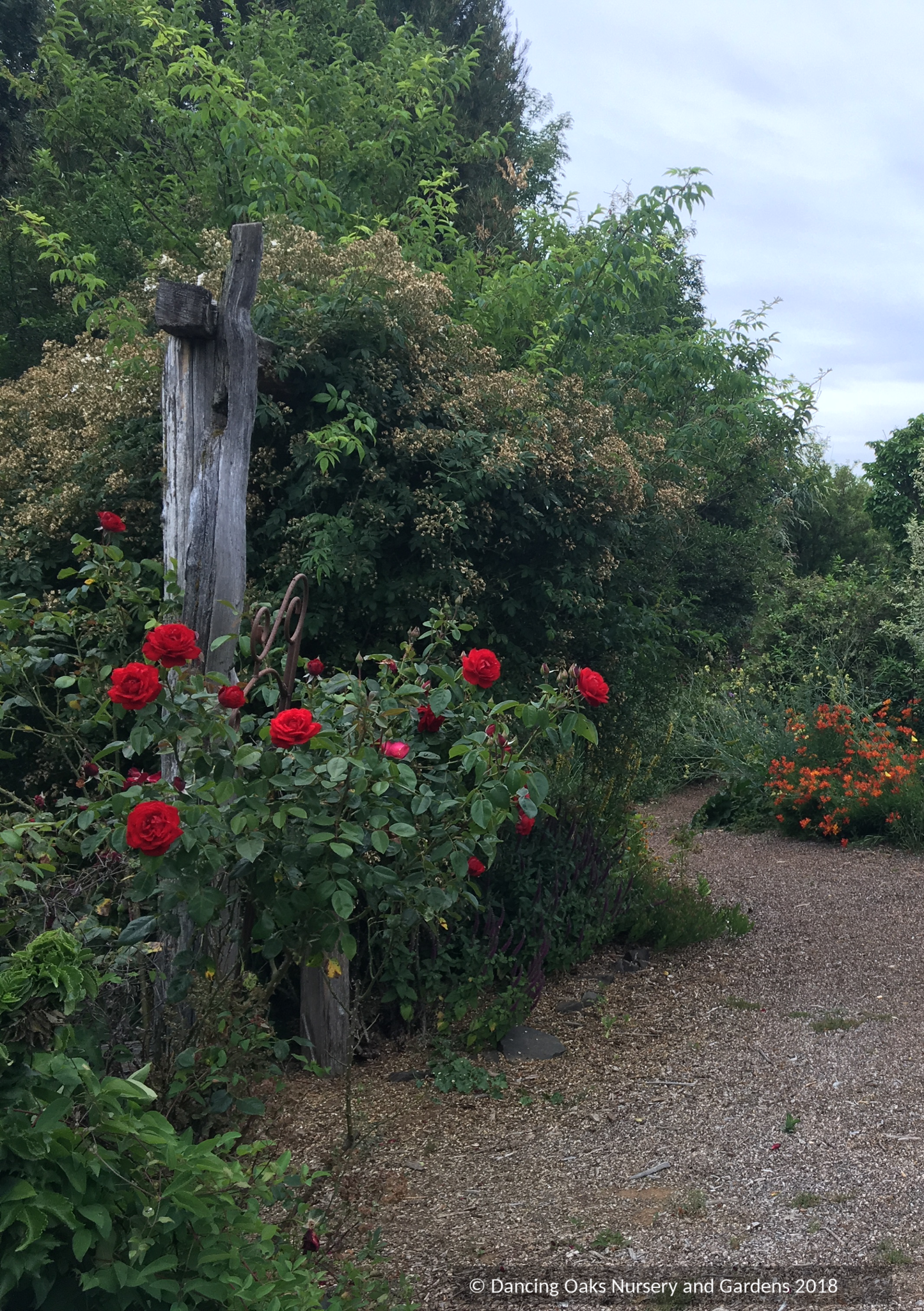Vines ~ Rosa 'Dublin Bay', Climbing Rose ~ Dancing Oaks Nursery and Gardens ~ Retail Nursery ~ Mail Order Nursery