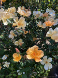 Shrubs ~ Rosa 'Mrs. Oakley Fisher', Hybrid Tea Rose ~ Dancing Oaks Nursery and Gardens ~ Retail Nursery ~ Mail Order Nursery