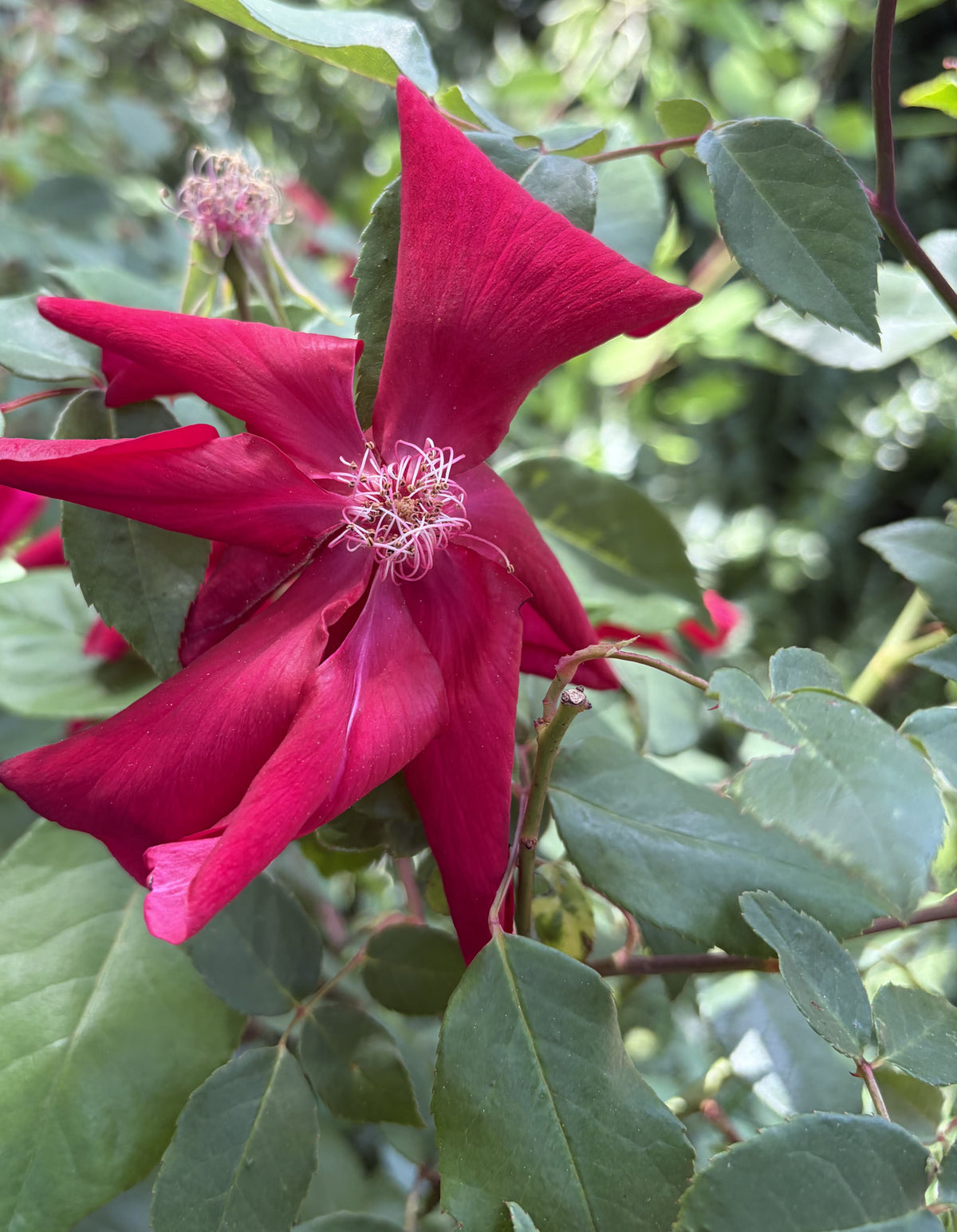 Shrubs ~ Rosa chinensis 'Bengal Fire', Shrub Rose ~ Dancing Oaks Nursery and Gardens ~ Retail Nursery ~ Mail Order Nursery
