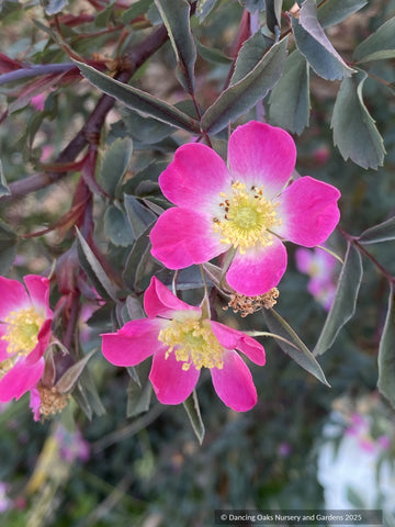 Shrubs ~ Rosa rubrifolia (syn. Rosa glauca), Redleaf Shrub Rose ~ Dancing Oaks Nursery and Gardens ~ Retail Nursery ~ Mail Order Nursery