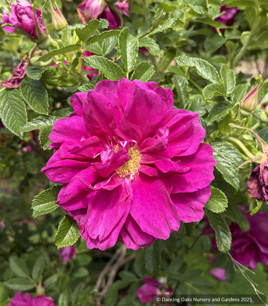Shrubs ~ Rosa rugosa 'Magnifica', Shrub Rose ~ Dancing Oaks Nursery and Gardens ~ Retail Nursery ~ Mail Order Nursery