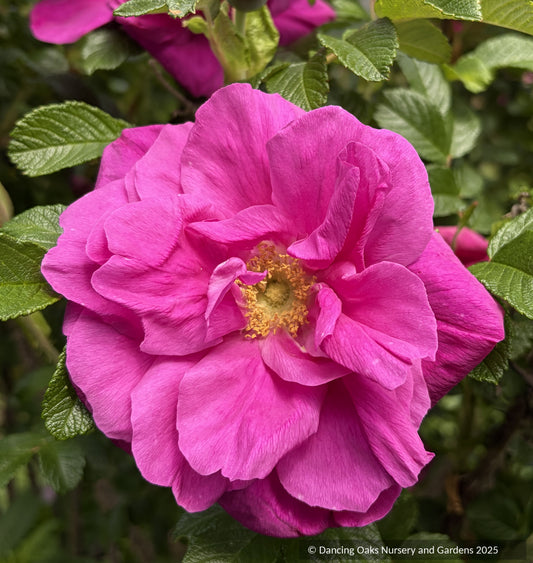 Shrubs ~ Rosa rugosa 'Moje Hammarberg', Shrub Rose ~ Dancing Oaks Nursery and Gardens ~ Retail Nursery ~ Mail Order Nursery