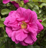 Shrubs ~ Rosa rugosa 'Moje Hammarberg', Shrub Rose ~ Dancing Oaks Nursery and Gardens ~ Retail Nursery ~ Mail Order Nursery