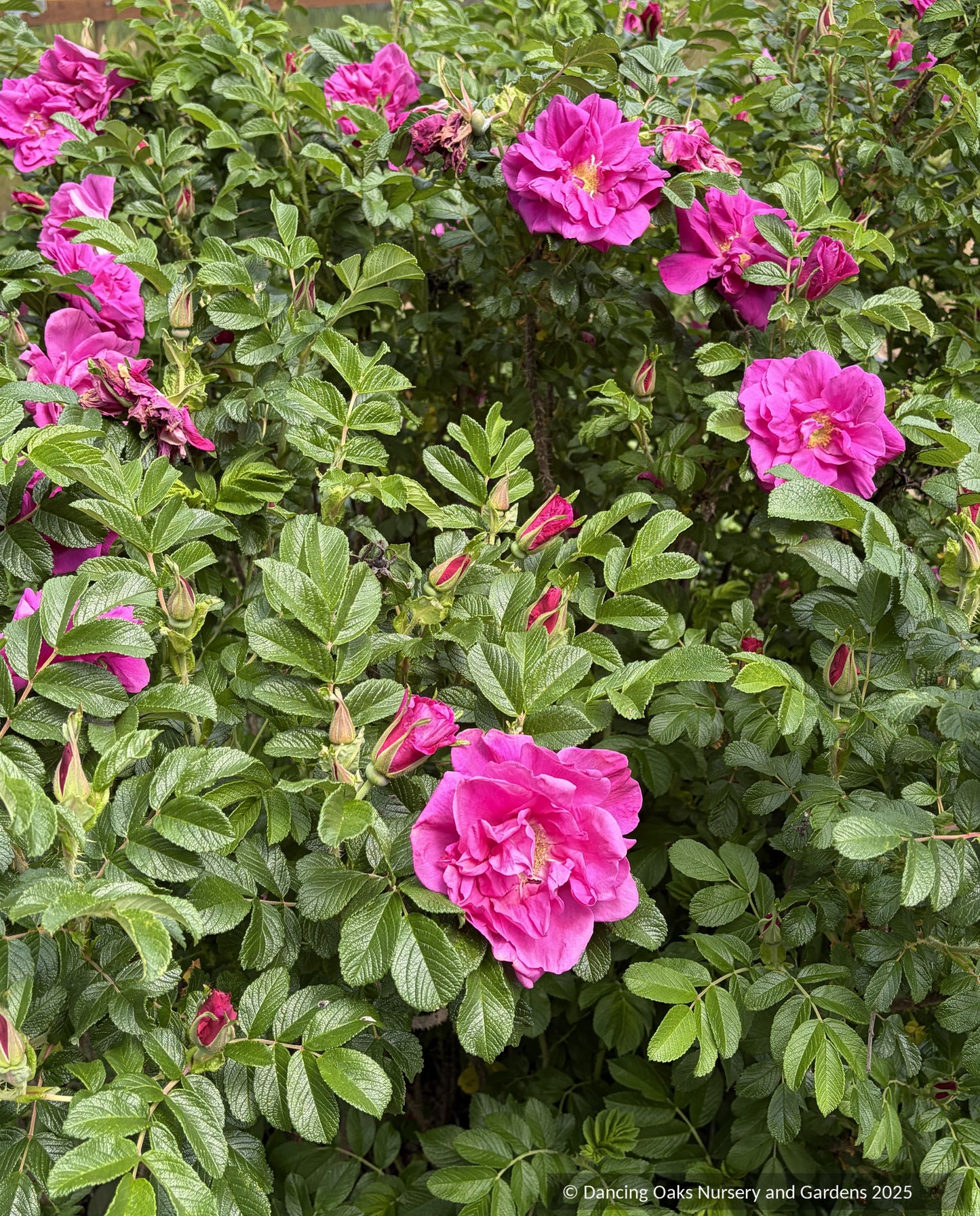 Shrubs ~ Rosa rugosa 'Moje Hammarberg', Shrub Rose ~ Dancing Oaks Nursery and Gardens ~ Retail Nursery ~ Mail Order Nursery