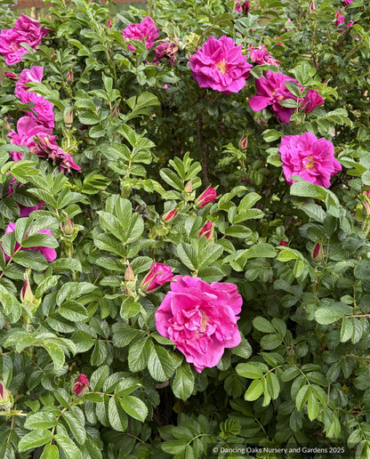 Shrubs ~ Rosa rugosa 'Moje Hammarberg', Shrub Rose ~ Dancing Oaks Nursery and Gardens ~ Retail Nursery ~ Mail Order Nursery