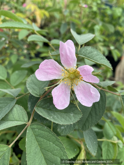 Shrubs ~ Rosa villosa, Apple Rose ~ Dancing Oaks Nursery and Gardens ~ Retail Nursery ~ Mail Order Nursery