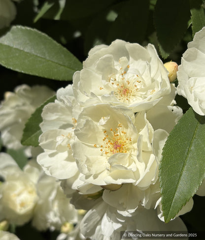 Shrubs ~ Rosa x banksiae 'Purezza', Climbing Rose ~ Dancing Oaks Nursery and Gardens ~ Retail Nursery ~ Mail Order Nursery