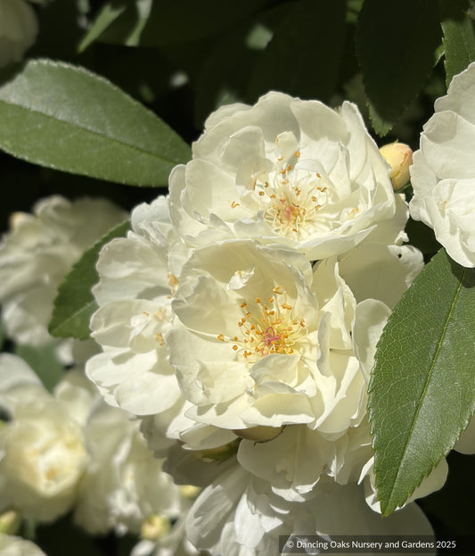 Shrubs ~ Rosa x banksiae 'Purezza', Climbing Rose ~ Dancing Oaks Nursery and Gardens ~ Retail Nursery ~ Mail Order Nursery