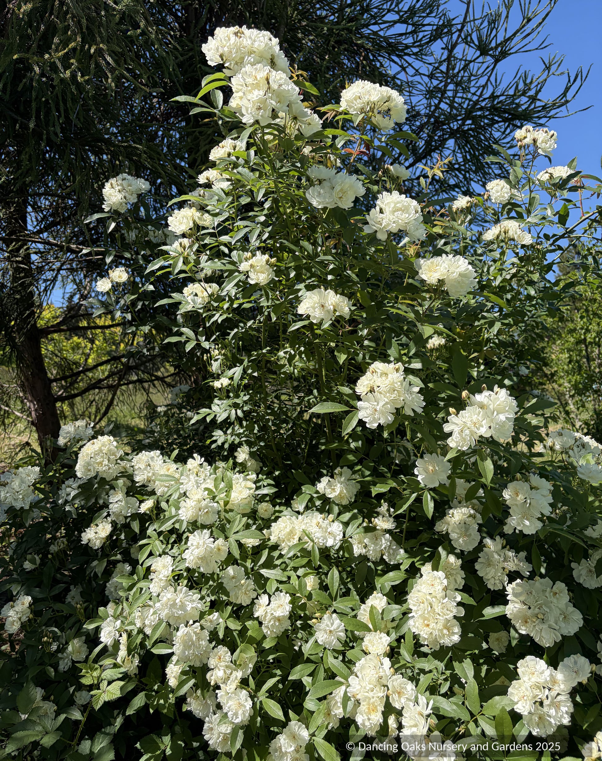 Shrubs ~ Rosa x banksiae 'Purezza', Climbing Rose ~ Dancing Oaks Nursery and Gardens ~ Retail Nursery ~ Mail Order Nursery