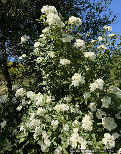 Shrubs ~ Rosa x banksiae 'Purezza', Climbing Rose ~ Dancing Oaks Nursery and Gardens ~ Retail Nursery ~ Mail Order Nursery