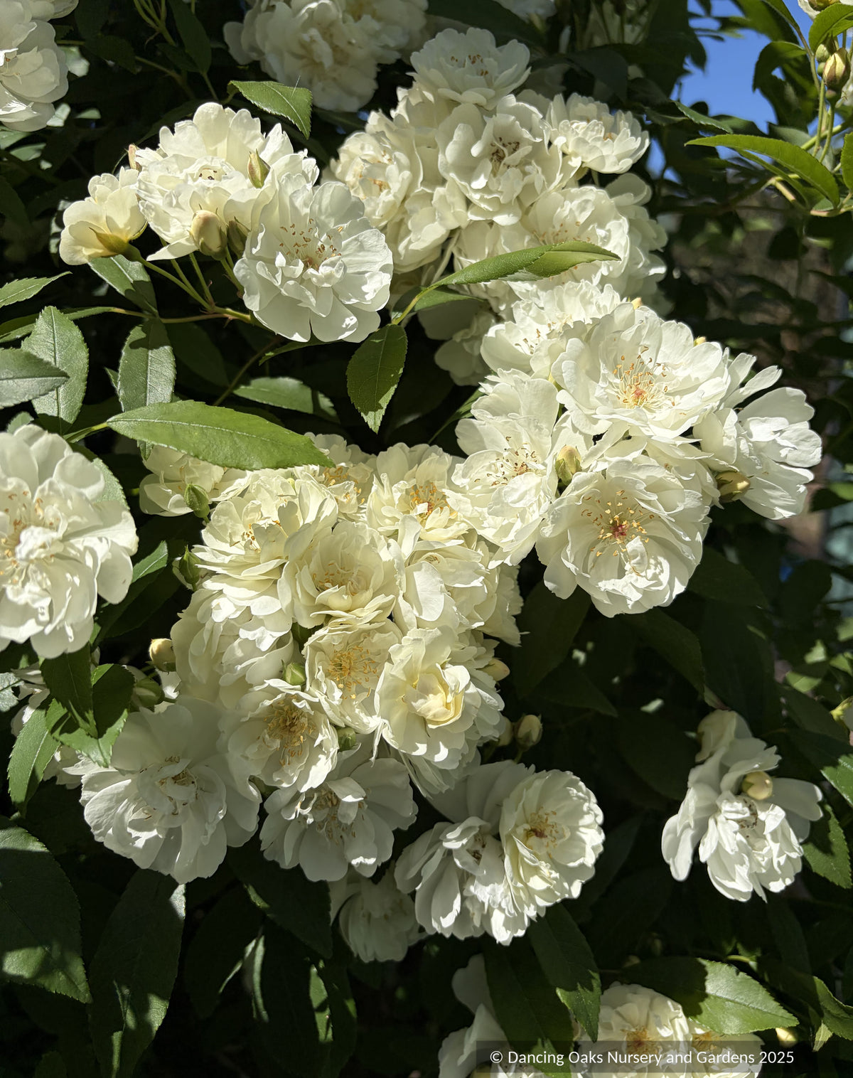 Shrubs ~ Rosa x banksiae 'Purezza', Climbing Rose ~ Dancing Oaks Nursery and Gardens ~ Retail Nursery ~ Mail Order Nursery