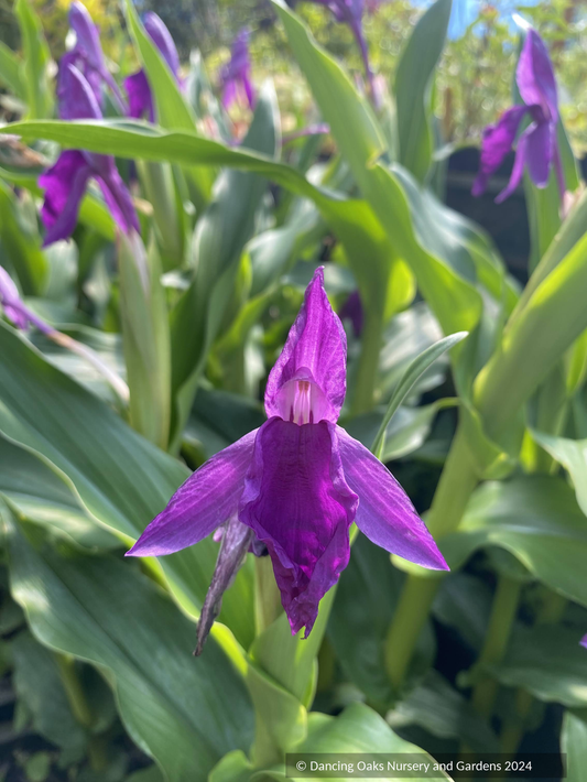 Perennials ~ Roscoea auriculata [Early Bloomer] ~ Dancing Oaks Nursery and Gardens ~ Retail Nursery ~ Mail Order Nursery
