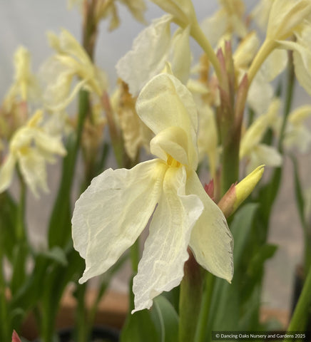 Perennials ~ Roscoea cautleyoides 'Jeffrey Thomas' ~ Dancing Oaks Nursery and Gardens ~ Retail Nursery ~ Mail Order Nursery