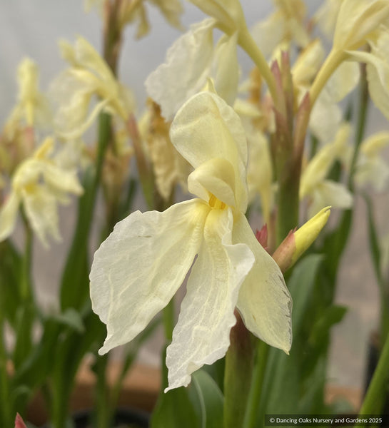 Roscoea cautleyoides 'Jeffrey Thomas' – Dancing Oaks Nursery and