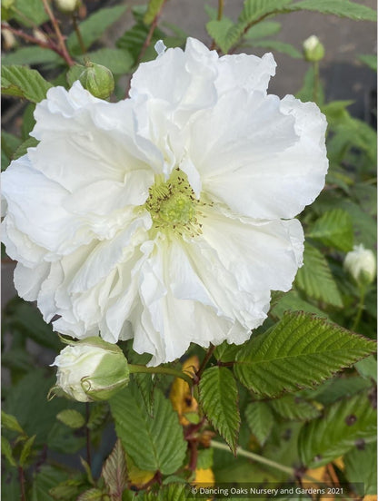 Shrubs ~ Rubus rosifolius var. coronarius, Double Roseleaf Raspberry ~ Dancing Oaks Nursery and Gardens ~ Retail Nursery ~ Mail Order Nursery
