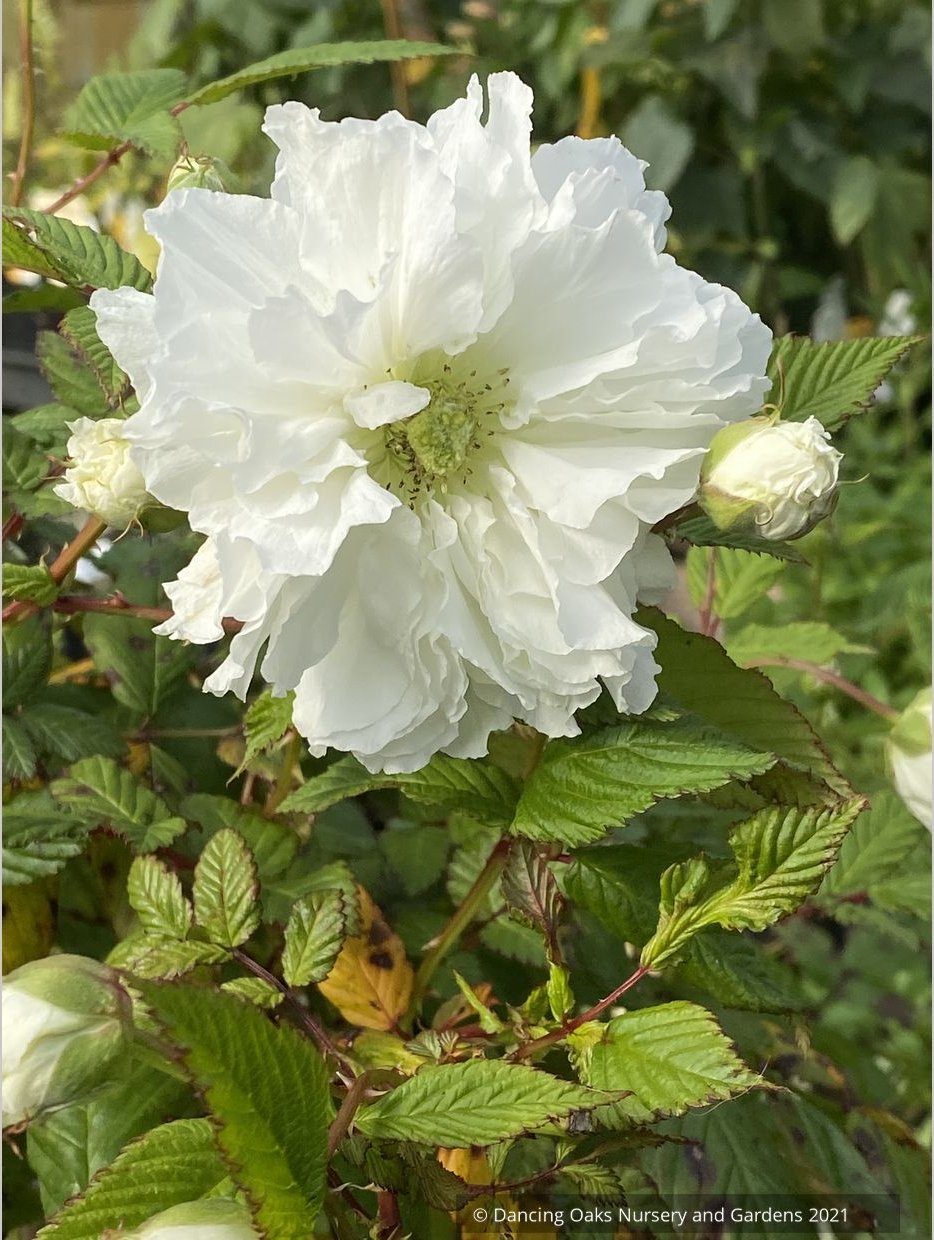 Shrubs ~ Rubus rosifolius var. coronarius, Double Roseleaf Raspberry ~ Dancing Oaks Nursery and Gardens ~ Retail Nursery ~ Mail Order Nursery