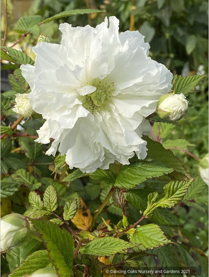 Shrubs ~ Rubus rosifolius var. coronarius, Double Roseleaf Raspberry ~ Dancing Oaks Nursery and Gardens ~ Retail Nursery ~ Mail Order Nursery