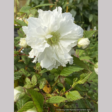 Shrubs ~ Rubus rosifolius var. coronarius, Double Roseleaf Raspberry ~ Dancing Oaks Nursery and Gardens ~ Retail Nursery ~ Mail Order Nursery