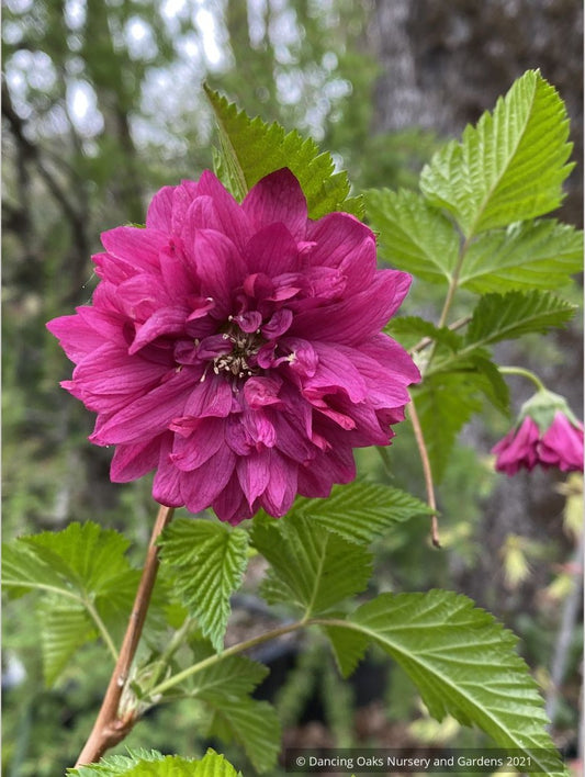 Shrubs ~ Rubus spectabilis 'Olympic Double' aka 'Flore Pleno', Double Salmon Berry ~ Dancing Oaks Nursery and Gardens ~ Retail Nursery ~ Mail Order Nursery