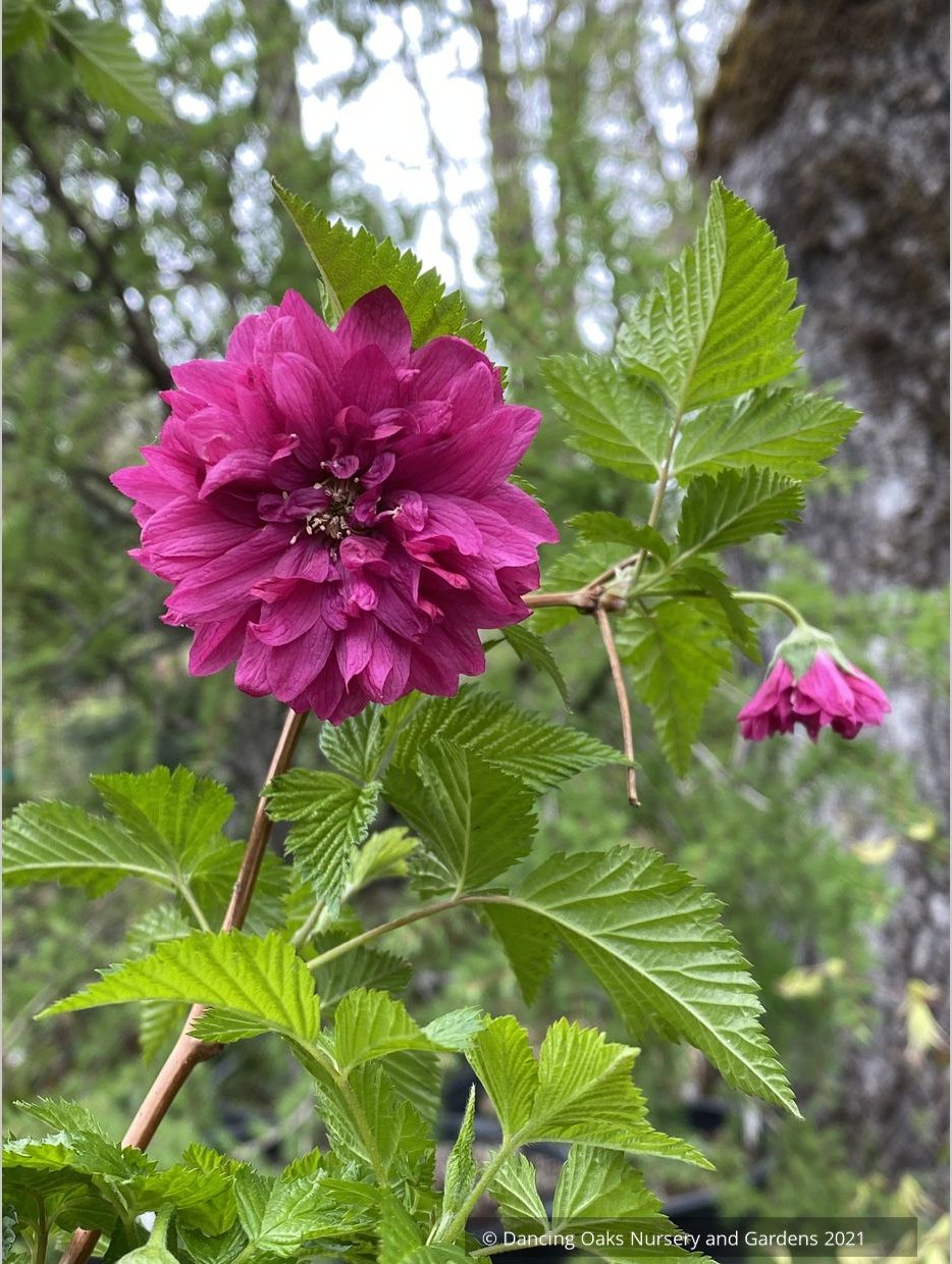 Shrubs ~ Rubus spectabilis 'Olympic Double' aka 'Flore Pleno', Double Salmon Berry ~ Dancing Oaks Nursery and Gardens ~ Retail Nursery ~ Mail Order Nursery