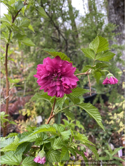 Shrubs ~ Rubus spectabilis 'Olympic Double' aka 'Flore Pleno', Double Salmon Berry ~ Dancing Oaks Nursery and Gardens ~ Retail Nursery ~ Mail Order Nursery