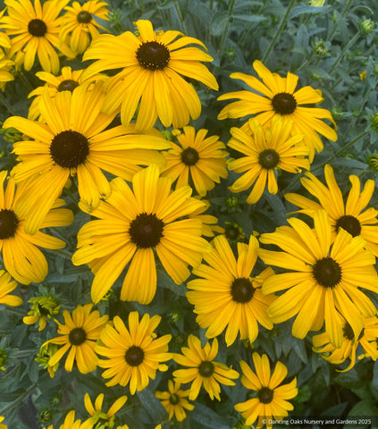 Perennials ~ Rudbeckia 'Glitters Like Gold', Black Eyed Susan  ~ Dancing Oaks Nursery and Gardens ~ Retail Nursery ~ Mail Order Nursery