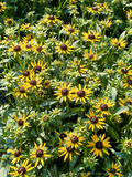 Rudbeckia fulgida 'Little Goldstar', Black-Eyed Susan