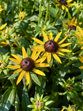 Rudbeckia fulgida 'Little Goldstar', Black-Eyed Susan