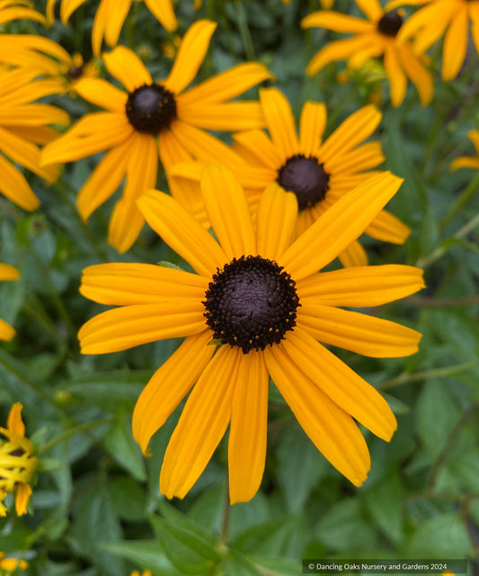Perennials ~ Rudbeckia fulgida 'Goldsturm', Black Eyed Susan or Orange Coneflower ~ Dancing Oaks Nursery and Gardens ~ Retail Nursery ~ Mail Order Nursery