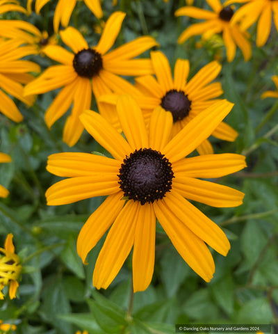 Perennials ~ Rudbeckia fulgida 'Goldsturm', Black Eyed Susan or Orange Coneflower ~ Dancing Oaks Nursery and Gardens ~ Retail Nursery ~ Mail Order Nursery
