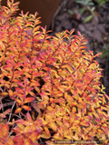 Salix lindleyana, Creeping Himalayan Willow