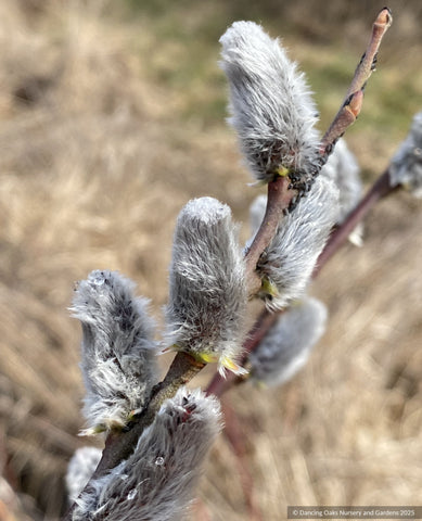 Shrubs ~ Salix x leucopthecia 'Rabbit's Foot', Pussy Willow ~ Dancing Oaks Nursery and Gardens ~ Retail Nursery ~ Mail Order Nursery