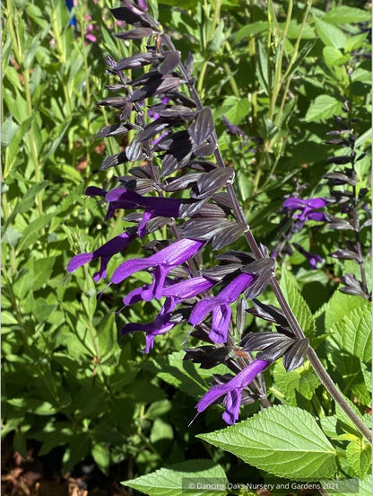 Perennials ~ Salvia x 'Amistad' PP23578, Friendship Sage ~ Dancing Oaks Nursery and Gardens ~ Retail Nursery ~ Mail Order Nursery