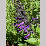 Perennials ~ Salvia x 'Amistad' PP23578, Friendship Sage ~ Dancing Oaks Nursery and Gardens ~ Retail Nursery ~ Mail Order Nursery