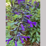 Perennials ~ Salvia x 'Amistad' PP23578, Friendship Sage ~ Dancing Oaks Nursery and Gardens ~ Retail Nursery ~ Mail Order Nursery