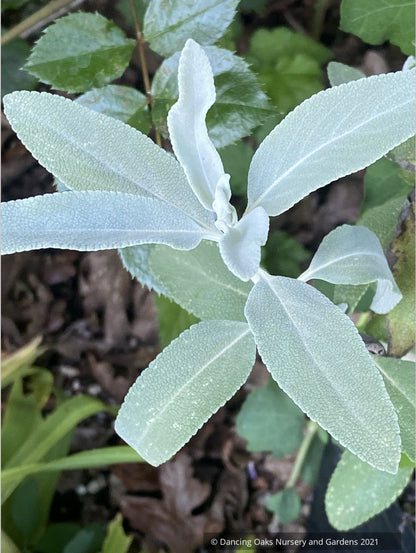 Salvia apiana x clevelandii 'Vicki Romo', White Sage