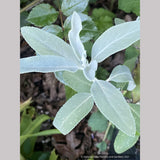 Salvia apiana x clevelandii 'Vicki Romo', White Sage