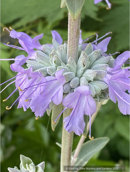 Salvia apiana x clevelandii 'Vicki Romo', White Sage