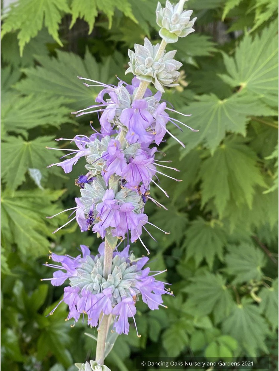 Salvia apiana x clevelandii 'Vicki Romo', White Sage