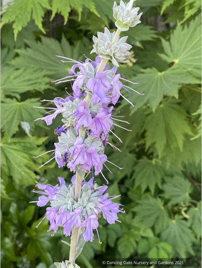 Salvia apiana x clevelandii 'Vicki Romo', White Sage