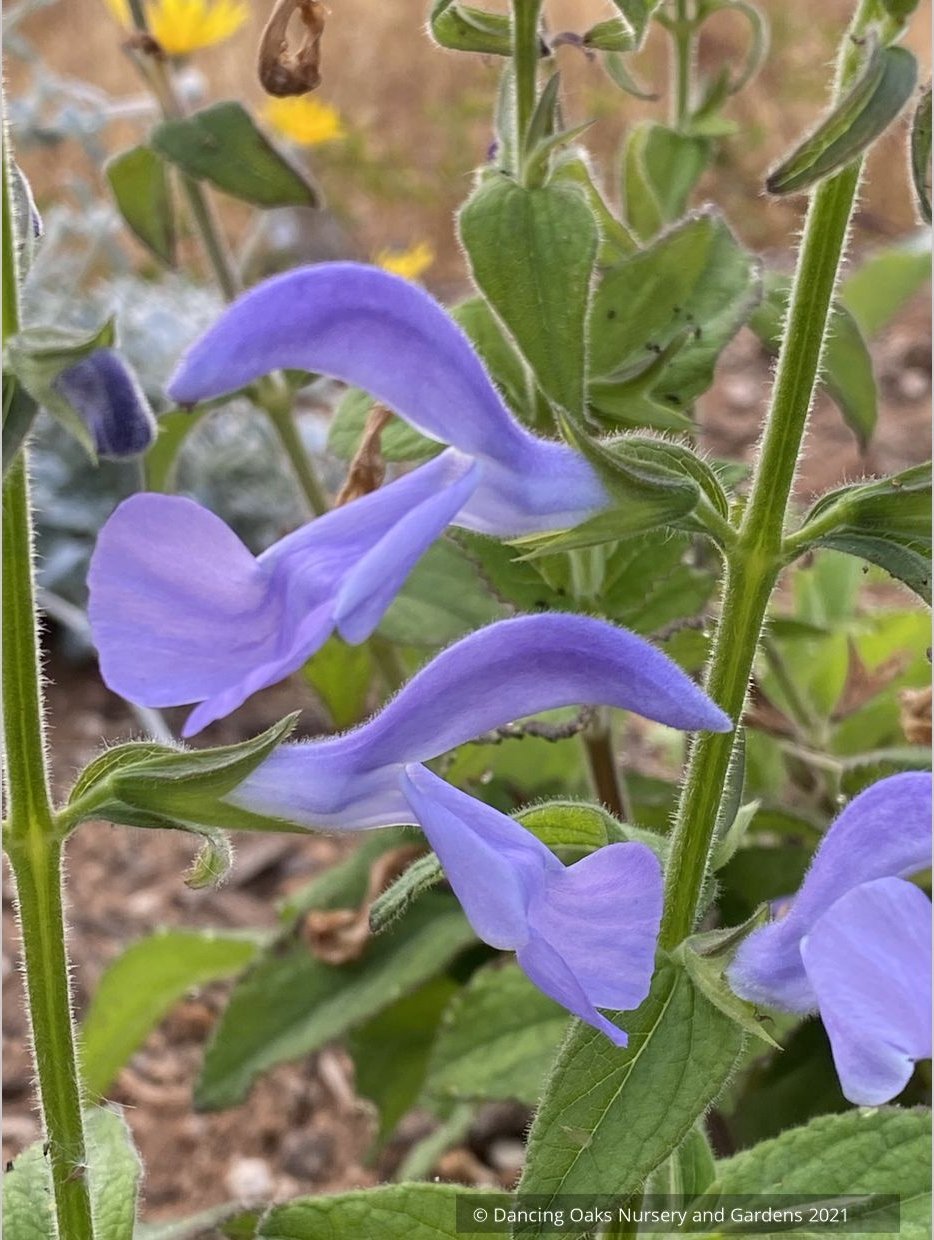 Salvia patens 'Lavender Lady', Gentian Sage