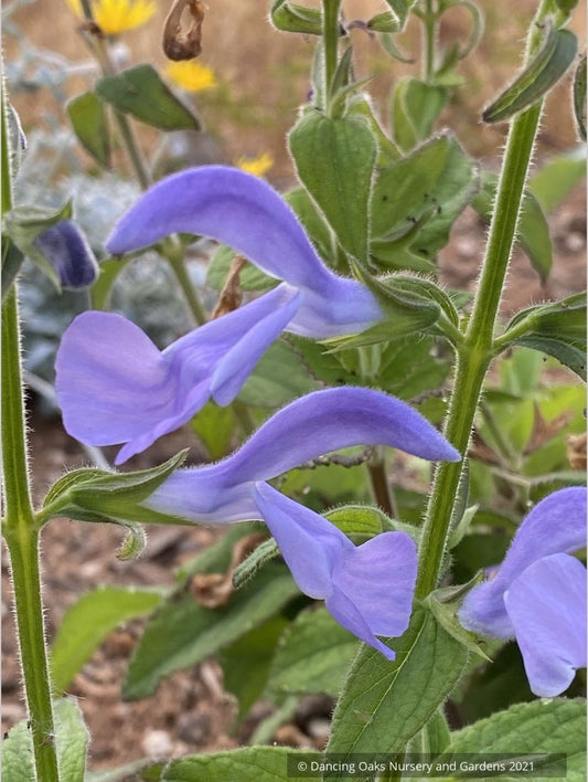 Salvia patens 'Lavender Lady', Gentian Sage