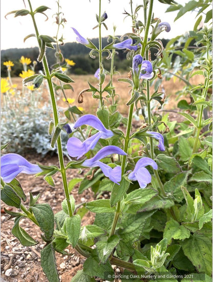 Salvia patens 'Lavender Lady', Gentian Sage