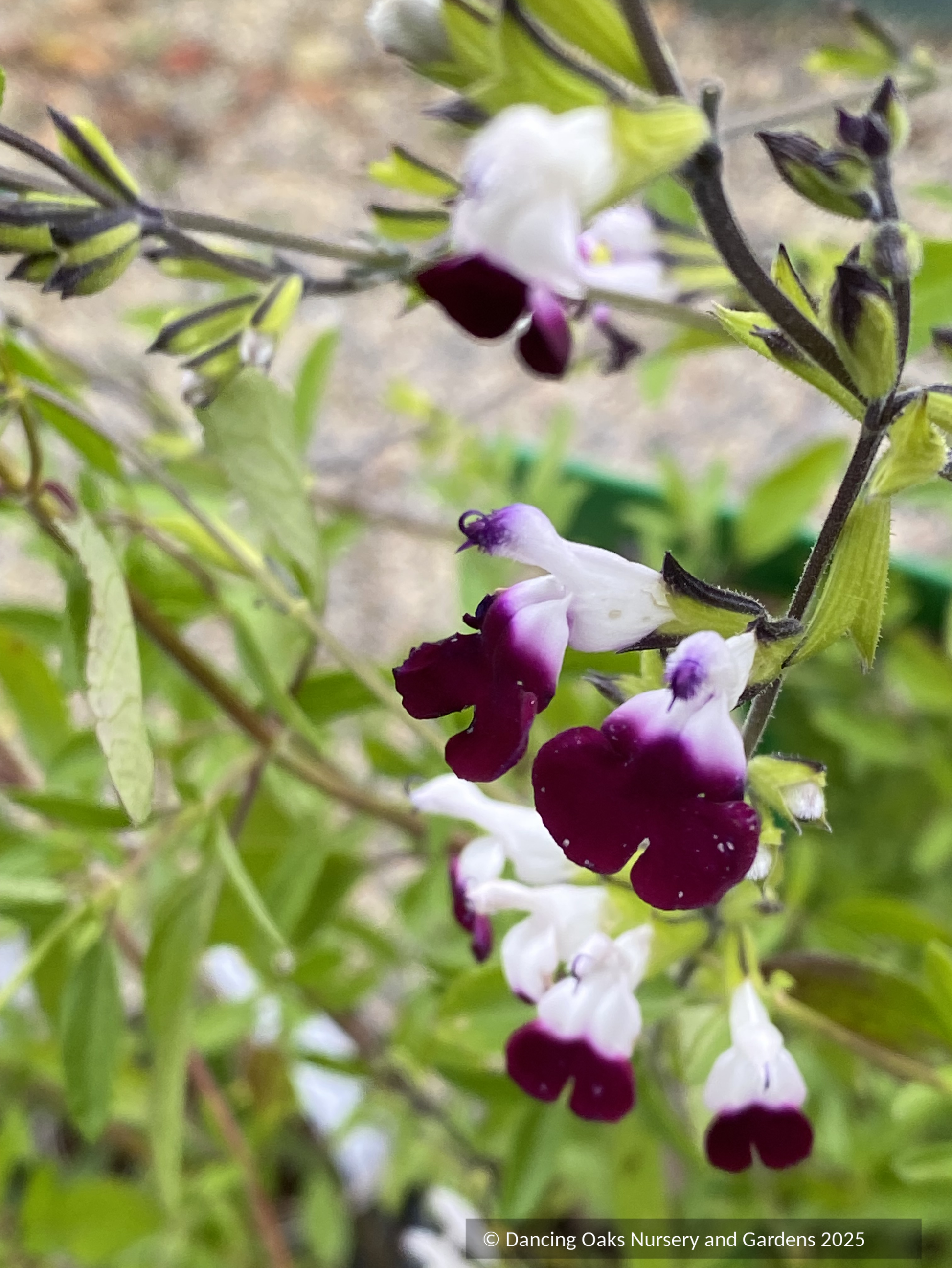 Perennials ~ Salvia greggii 'Amethyst Lips' ~ Dancing Oaks Nursery and Gardens ~ Retail Nursery ~ Mail Order Nursery
